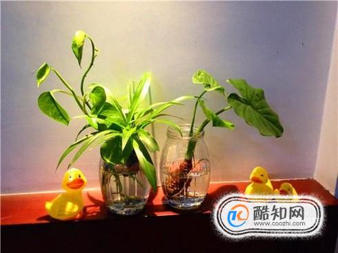 哪些盆栽植物不宜放在卧室？