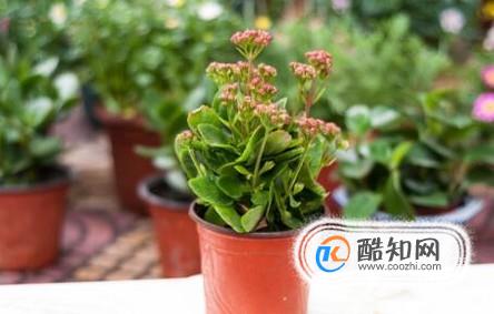 长寿花烂根问题的解决