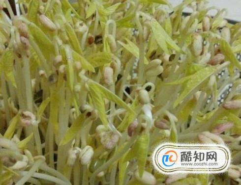 怎样在家发绿豆豆芽