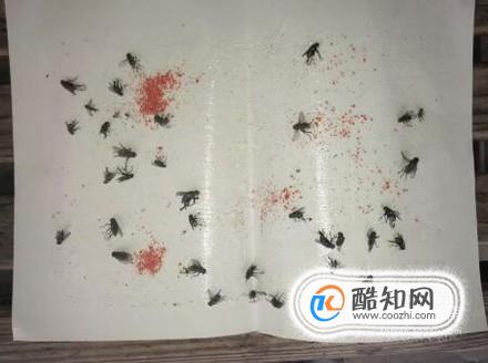 怎么有效灭家里的苍蝇