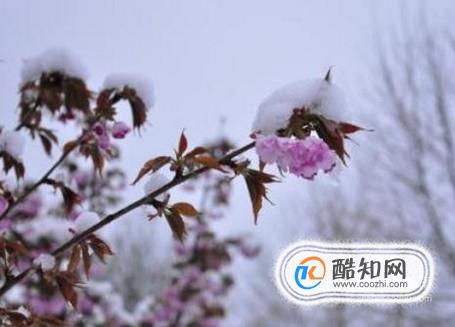 倒春寒时节应该如何保护花木
