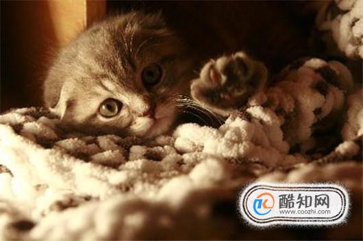 母猫发春怎么能停止, 猫发春吵死了怎么办