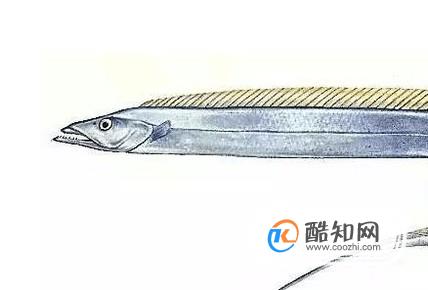 怎样挑选新鲜带鱼