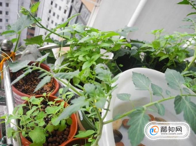 番茄开花不结果怎么办
