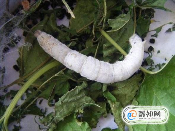 怎样养蚕才合理