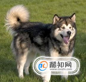 阿拉斯加犬好养吗阿拉斯加雪橇犬怎么养