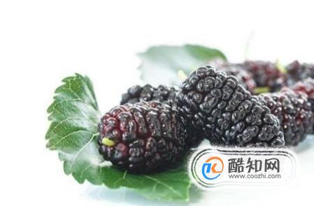桑葚的功效和作用有哪些？如何挑选桑葚