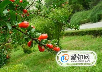 如何让石榴开花结果