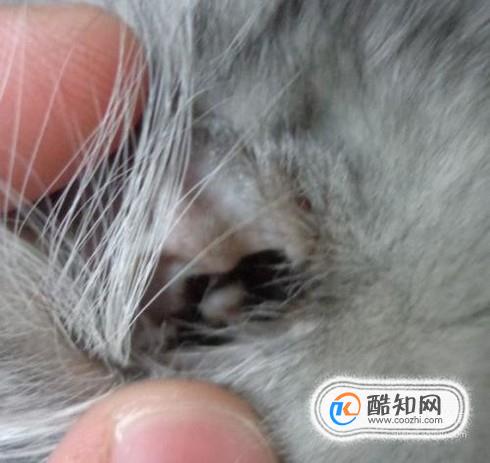 怎么治猫耳螨，猫有耳螨怎么治，治疗猫耳螨