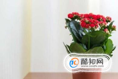 长寿花叶子发黄怎么办