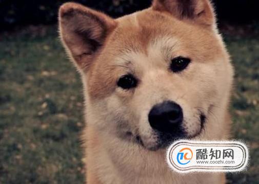 哪些方法可以辨别秋田犬纯不纯？