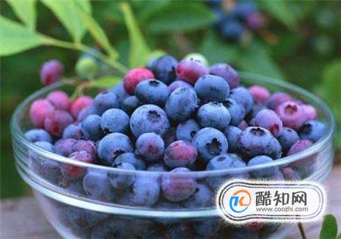 新鲜蓝莓怎么吃才好