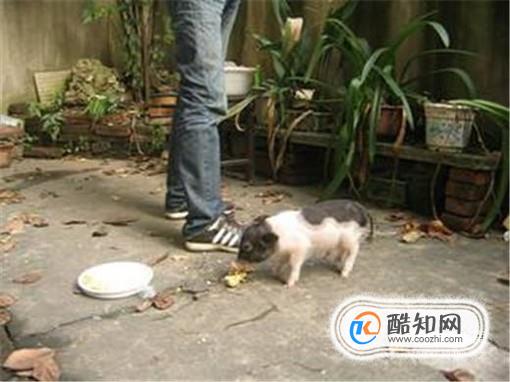 荷兰猪臭怎么办 如何让荷兰猪味道小一些