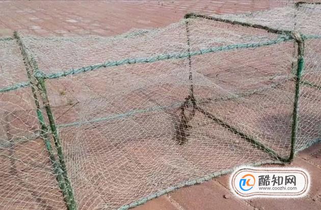 捉鱼经验谈：捉泥鳅的几种方法和技巧