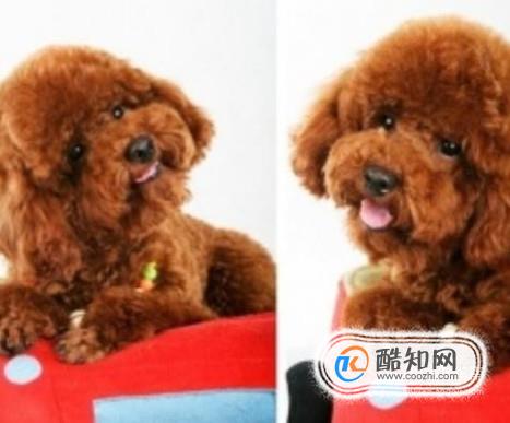 泰迪犬爱叫吗？泰迪犬老是叫怎么办？