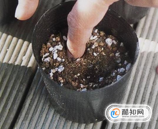 在家如何种豌豆