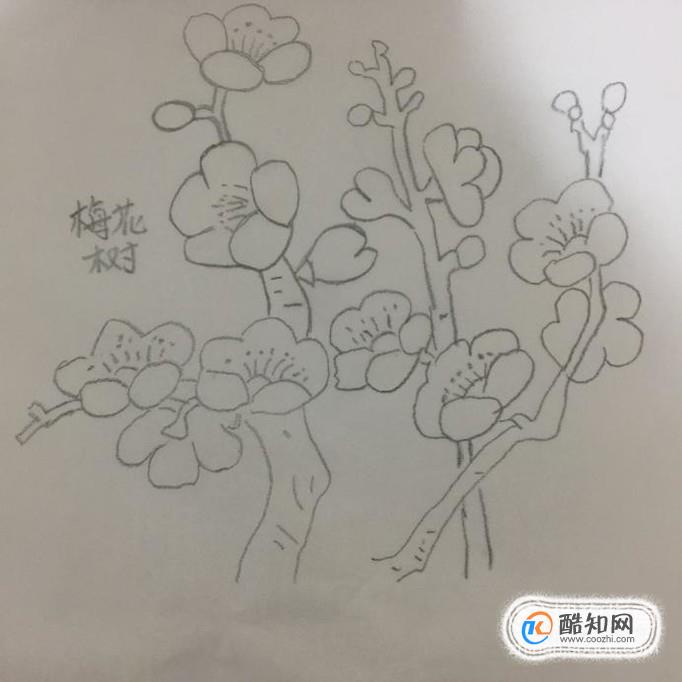 儿童简笔画之梅花树,梅花的简笔画画法步骤