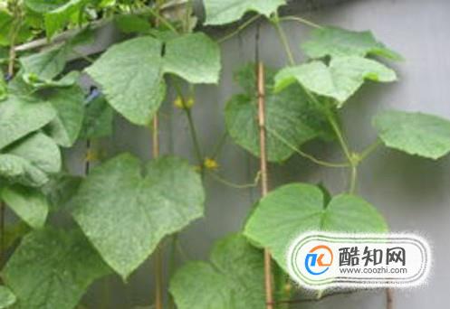 黄瓜叶子发黄怎么办
