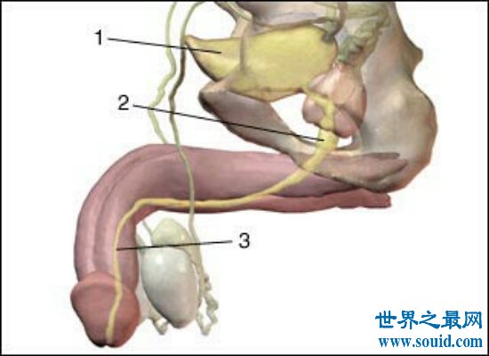 盘点成年男性生殖器的保养方法 让小弟弟分分钟硬起来 征服女人