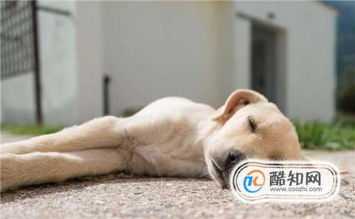 狗得了狂犬病什么症状