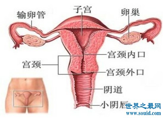 女人生殖器大揭秘，不同种族生殖器竟然不同（最美生殖器标准）