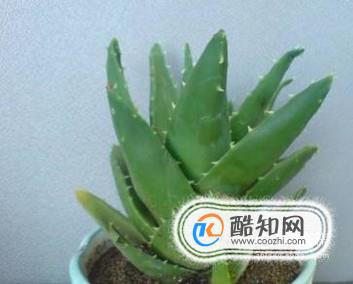 芦荟怎么养殖 怎样养芦荟