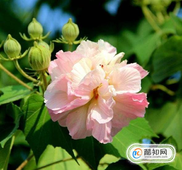 成都为什么叫蓉城