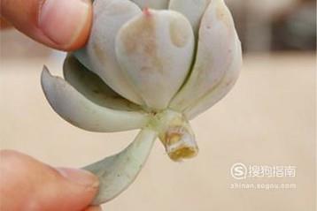 多肉植物怎么迅速叶插繁殖