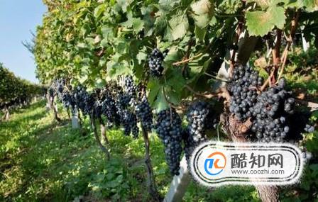 适合北方农家小院种植的果树