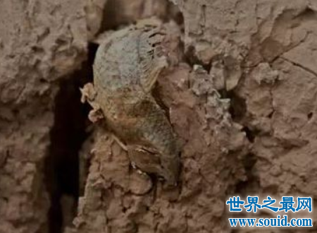 肺鱼很罕见它原来是这么神奇的生物真是让人大跌眼镜