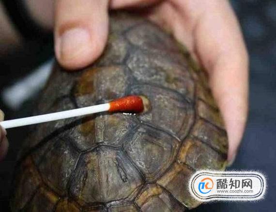 小龟掉皮怎么处理