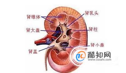 怎样保养好肾脏？