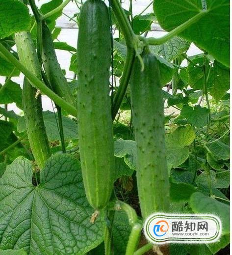 黄瓜的吃法介绍