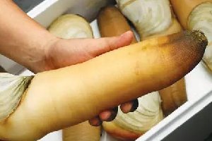 象拔蚌，女人看了会脸红的生物盘点
