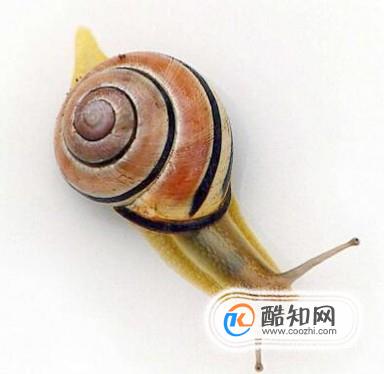 蜗牛吃什么？