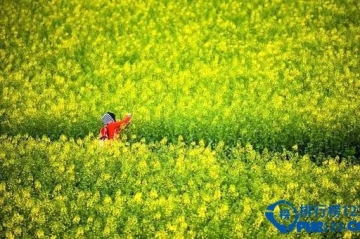 一定要带爱人同去的云南十大旅游地 春光正好爱心萌动