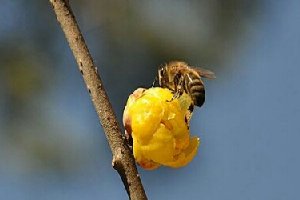 腊梅花非常的漂亮，让我们通过腊梅花图片来了解腊梅花吧！