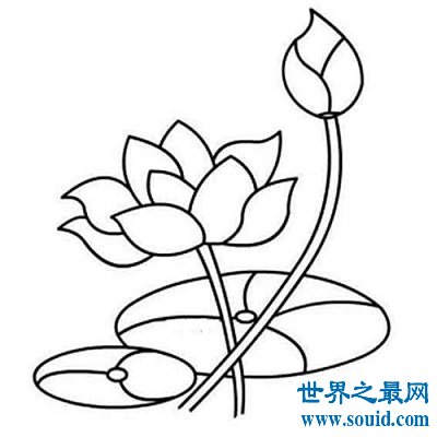 为什么要学习荷花简笔画