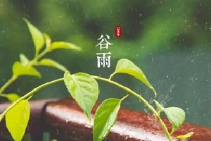 二十四节气中的第四个节气——谷雨