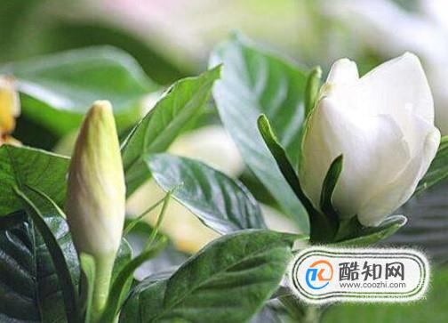 为什么栀子花不开花