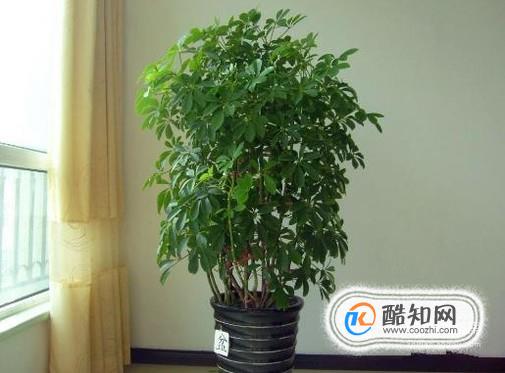 怎么挑选木本植物？
