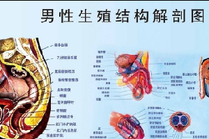 男人生殖器男人应该如何保护好自己的宝贝