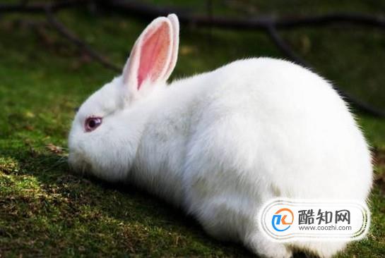 兔子容易死的情况