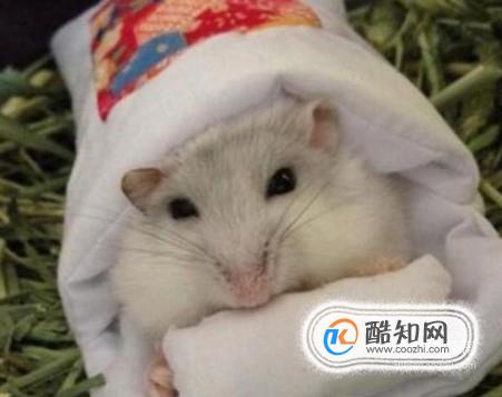 冬天如何给仓鼠进行保暖