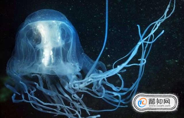 盘点世界上最毒的4种水母