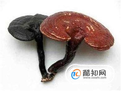 教你鉴别真伪灵芝