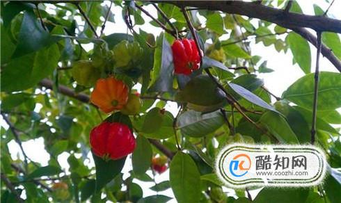 农村种植哪些果树可以致富