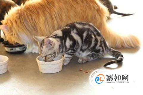 猫咪不愿意吃饭怎么办