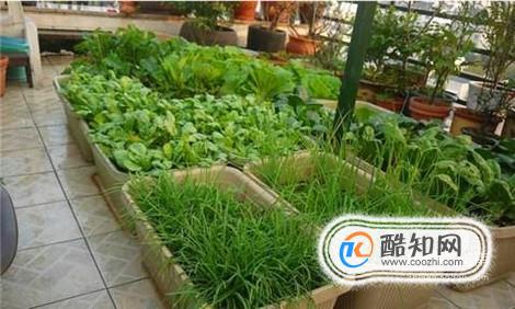 阳台种菜：蔬菜种子如何催芽、育苗？