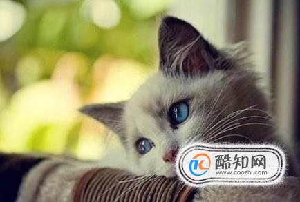 如何识别猫咪身上的猫癣